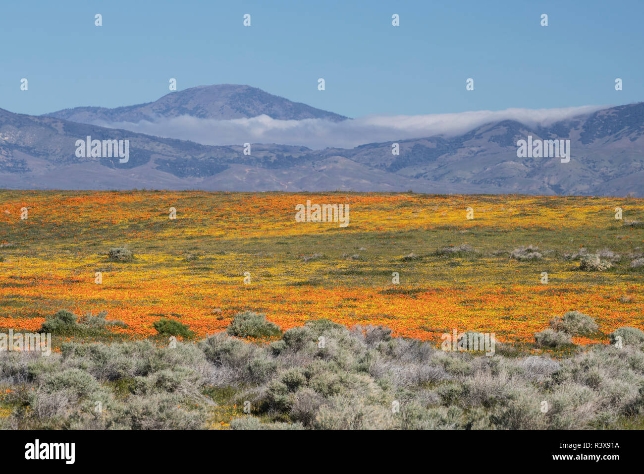 États-unis, Californie, désert de Mojave. Fleurs de pavot de Californie et goldfields couvrir champ. Banque D'Images