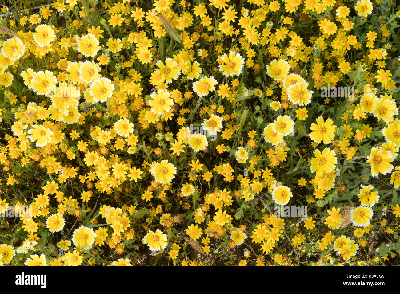 La Californie. Tidytips, Layia platyglossa, et Goldfields, Lasthenia californica, fleurissent au pied des prairies au printemps. Banque D'Images