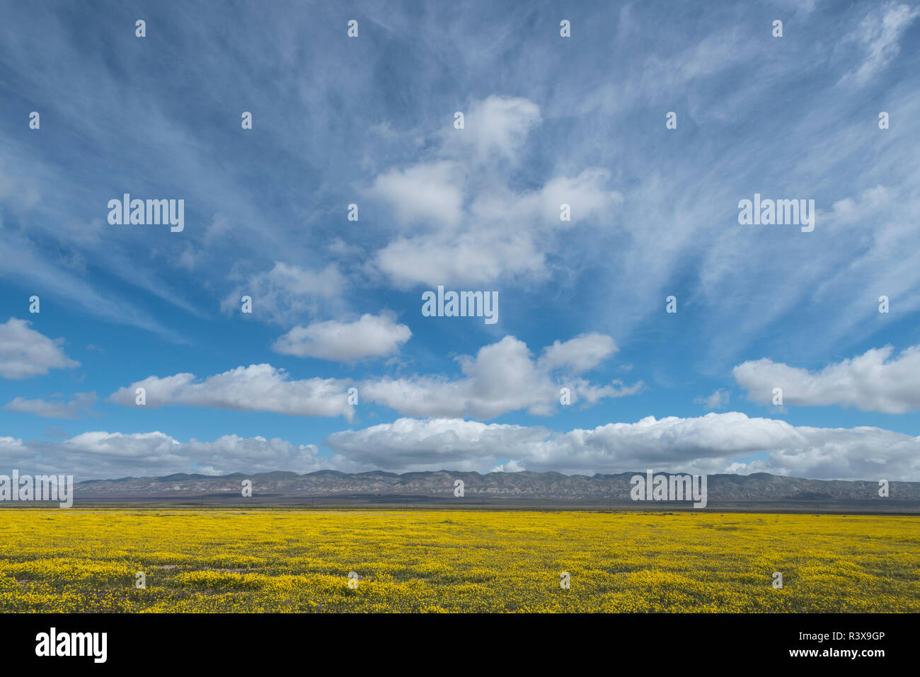 Les nuages, les montagnes et les champs de fleurs jaunes au printemps dans les plaines de Carrizo National Monument, en Californie. Banque D'Images
