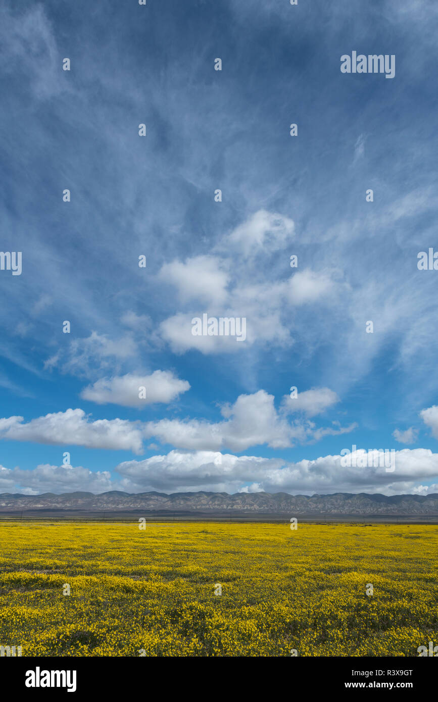Les nuages, les montagnes et les champs de fleurs jaunes au printemps dans les plaines de Carrizo National Monument, en Californie. Banque D'Images