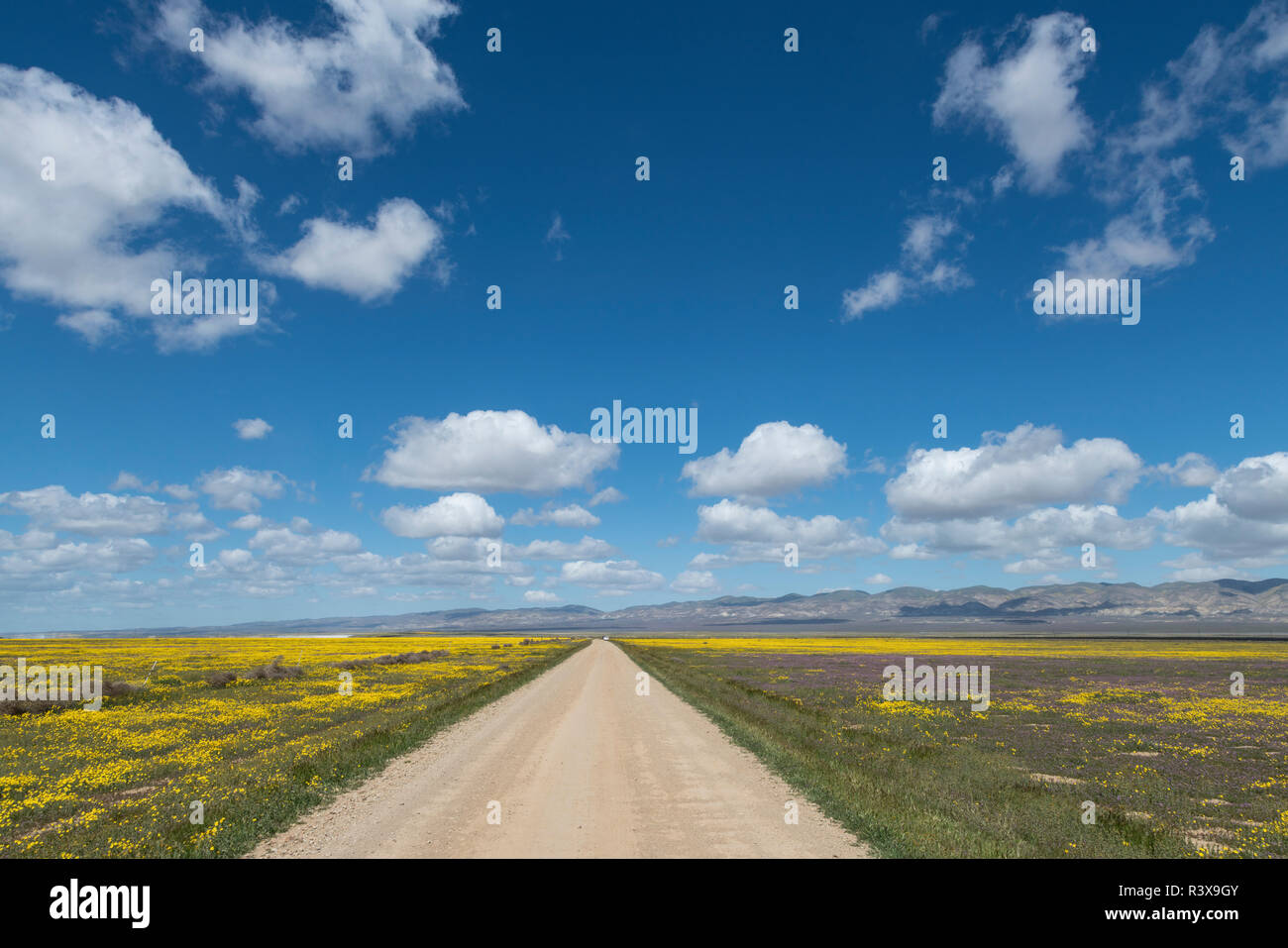 Chemin de terre passe à travers champs de fleurs au printemps dans la région de Carrizo Plains National Monument, en Californie. Banque D'Images