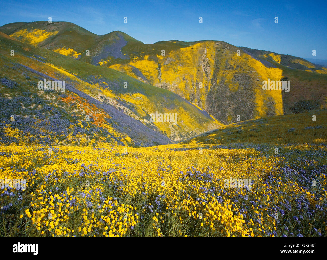 États-unis, Californie, Carrizo Plain National Monument, fleurs sauvages Banque D'Images