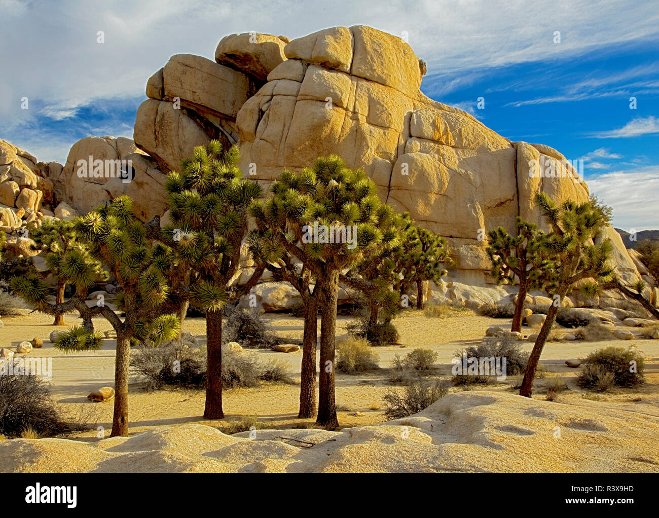 États-unis, Californie, Joshua Tree National Park, granit, Joshua trees Banque D'Images