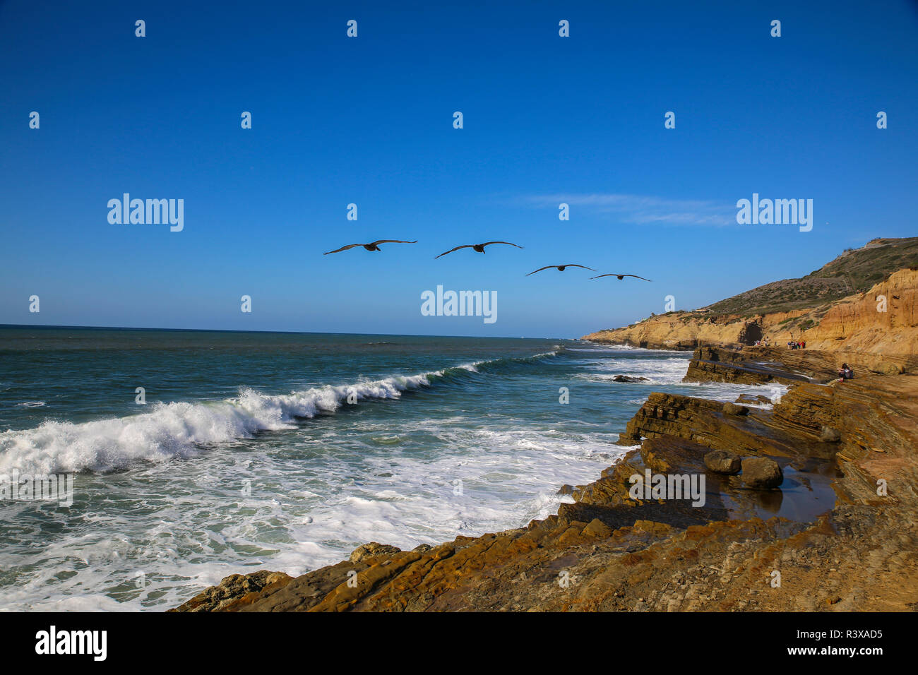 San Diego, Californie. Les pélicans volent au-dessus de falaises et surfez à Point Cabrillo Lomo Tide Pools Banque D'Images