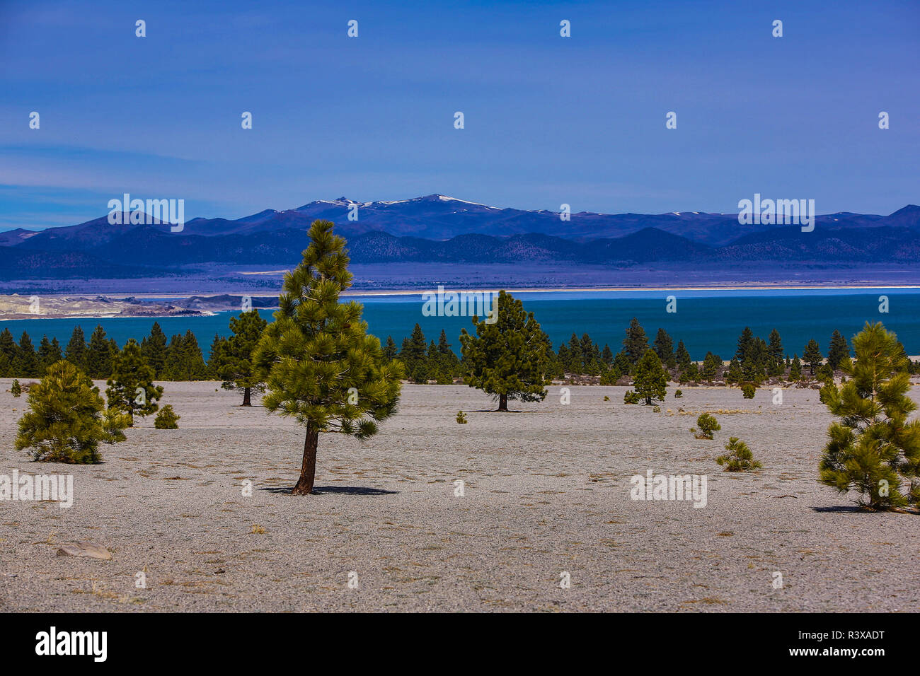 Lac Mono, Mono Mills, forêt d'Inyo, en Californie. Pins, désert aride, le lac bleu, et l'Est de la Sierra Montagnes Banque D'Images
