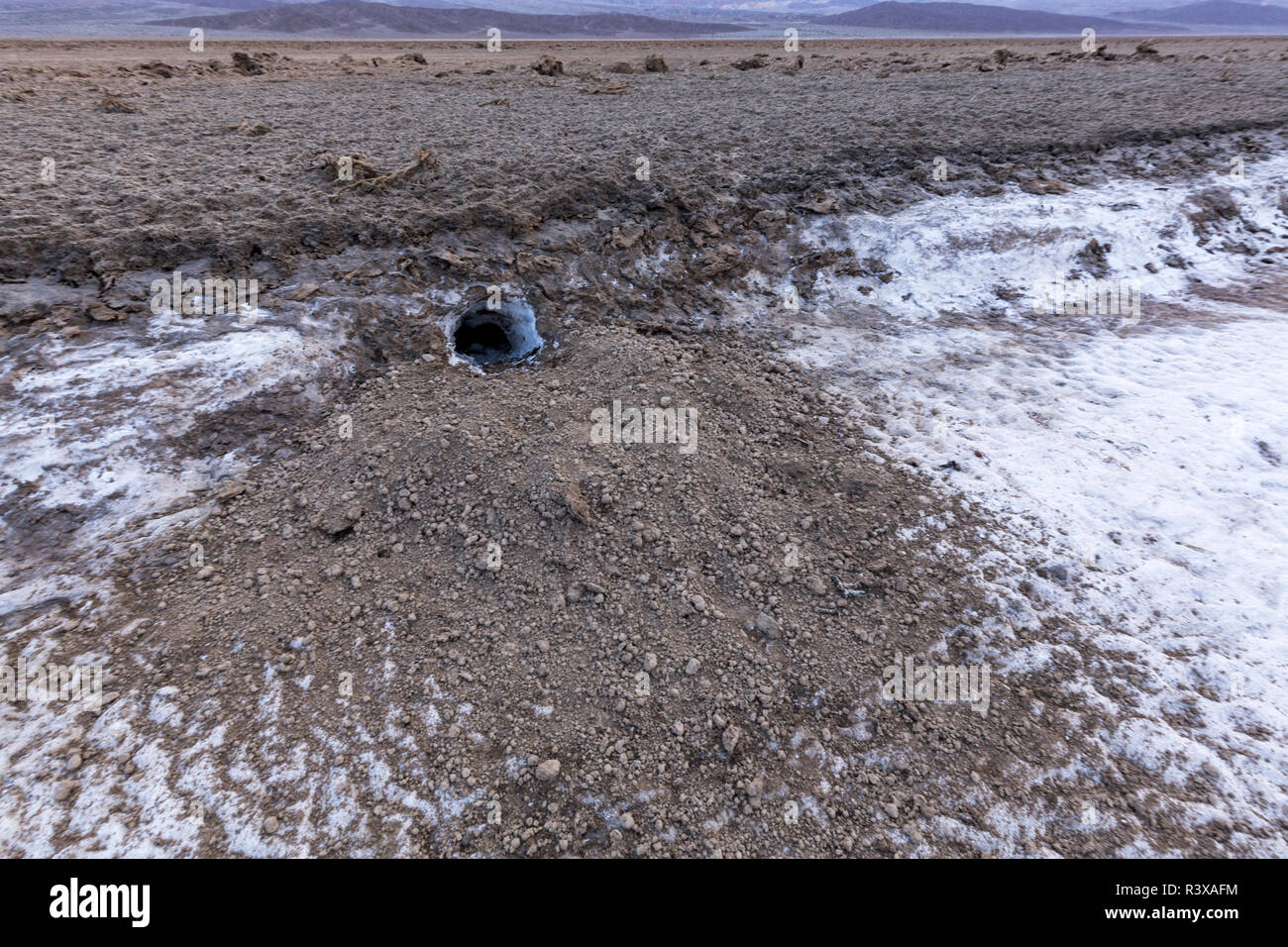 Un nouveau coyote den qui a été creusé dans un chenal d'érosion près de Cow Creek, Death Valley National Park. Banque D'Images