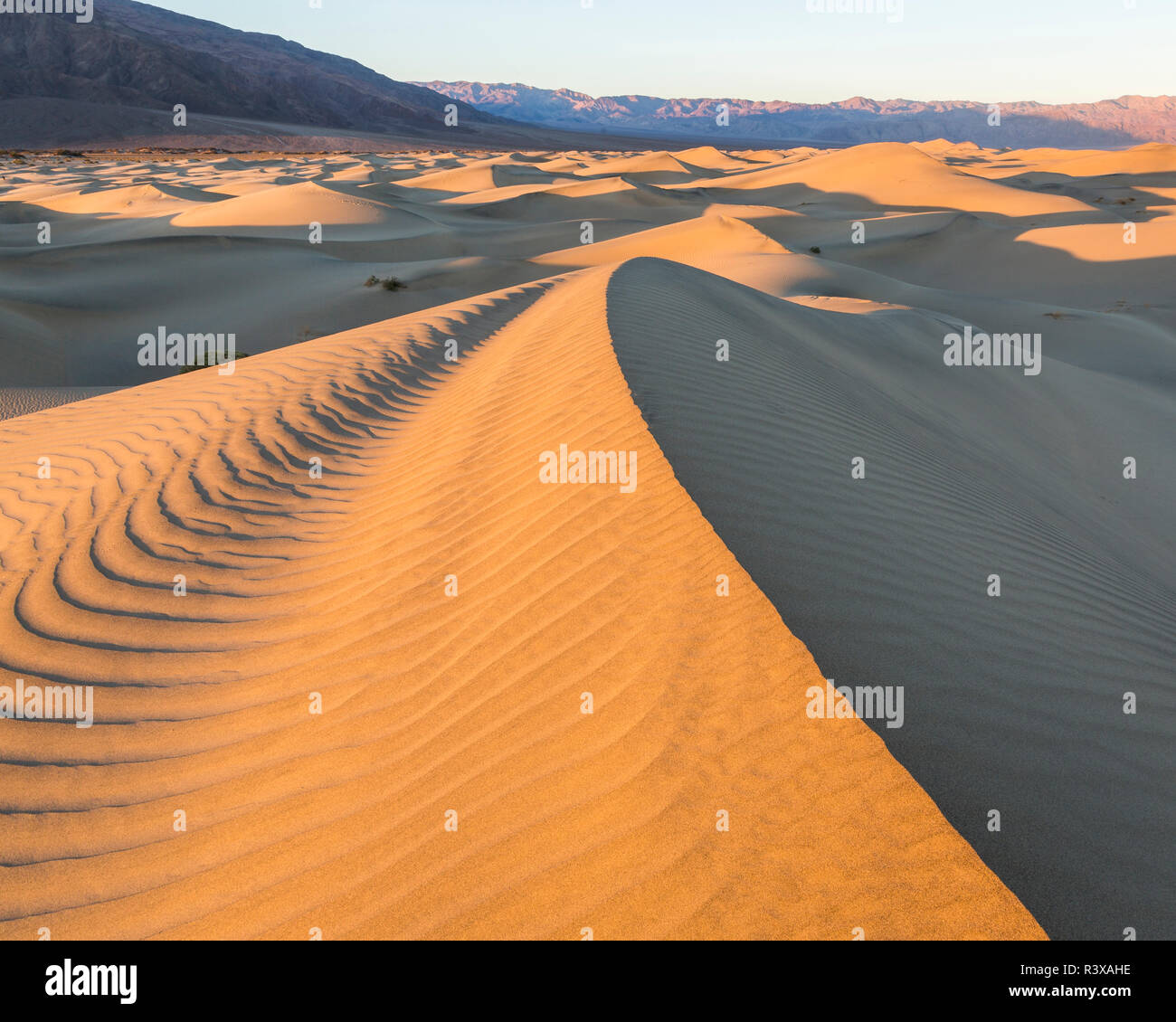 La lumière du matin qui brille sur le mesquite Dunes dans Death Valley National Park Banque D'Images