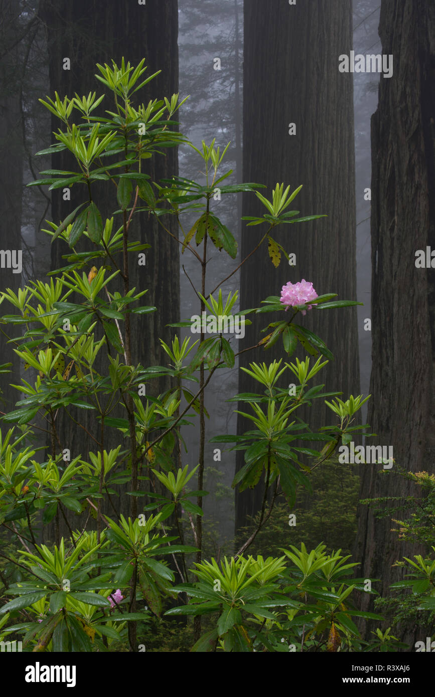 États-unis, Californie. Fleurs de rhododendron (Rhododendron macrophyllum) et de séquoias dans la brume Banque D'Images