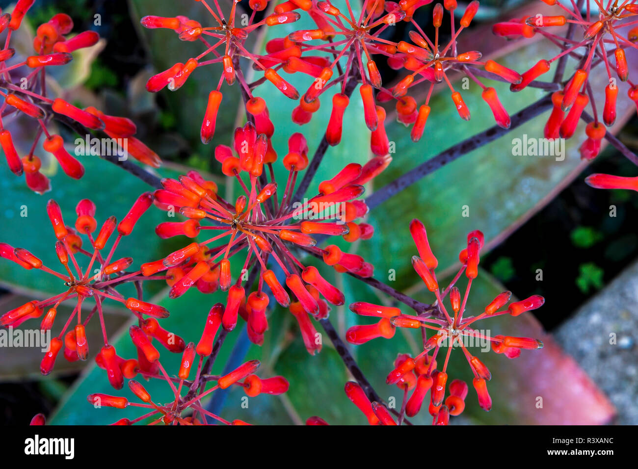 États-unis, Californie, La Mesa. Les fleurs d'un aloès (Aloe striata) Banque D'Images