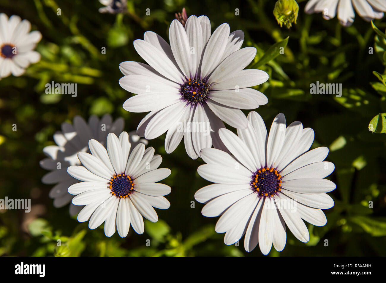 États-unis, Californie, La Mesa. Daisy Osteospermum ecklonis (cluster) Banque D'Images