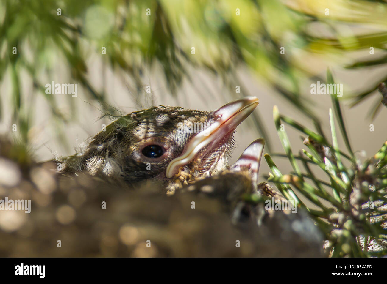 États-unis, Californie, Mammoth Lakes, Coldwater Creek. Merle d'Amérique (Turdus migratorius) oisillons dans le nid Banque D'Images