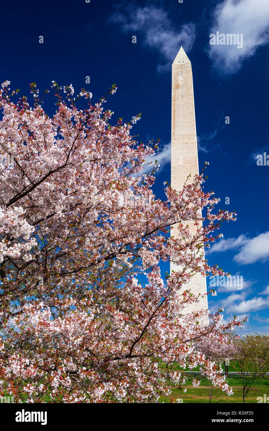 Cerisiers en fleurs sous le Monument de Washington, Washington DC, USA Banque D'Images