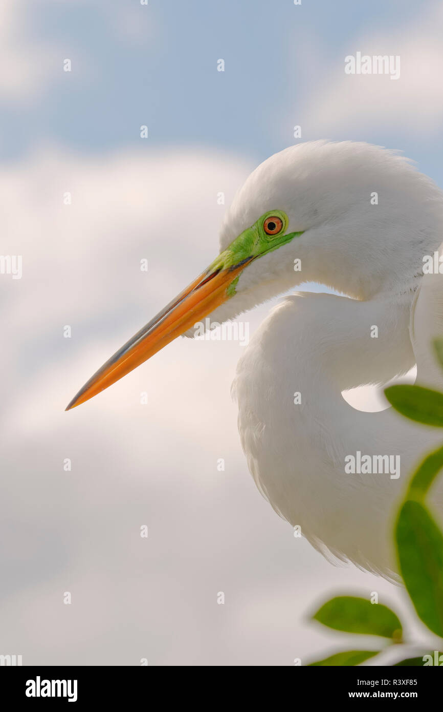 Homme Grande aigrette Ardea alba, en Floride. Banque D'Images