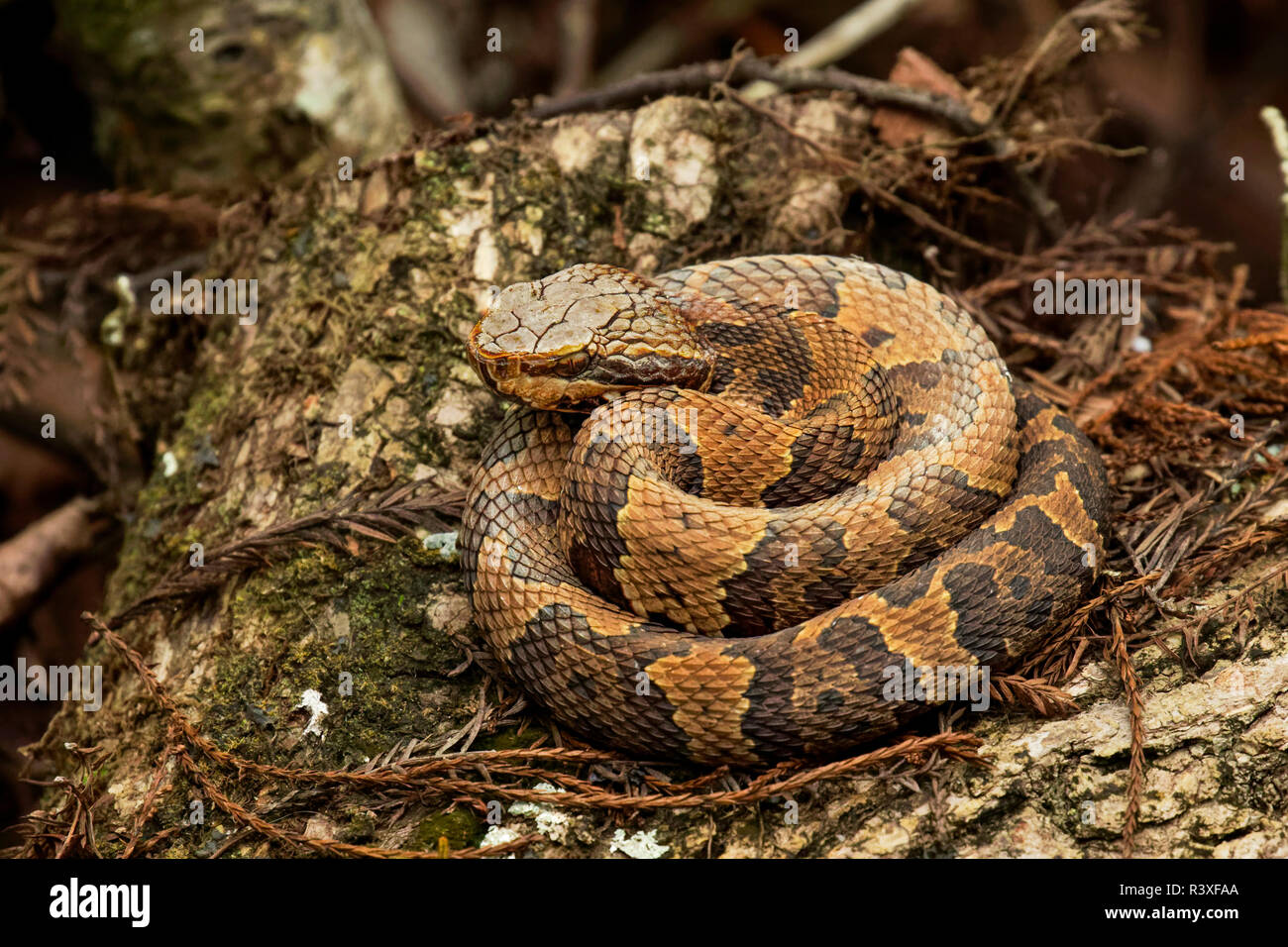 Mocassin d'eau juvénile ou les bains de soleil sur cottonmouth log, Six Mile Cypress Slough Preserve, Fort Myers, Floride. Semi-aquatiques seulement mondes viper. Banque D'Images