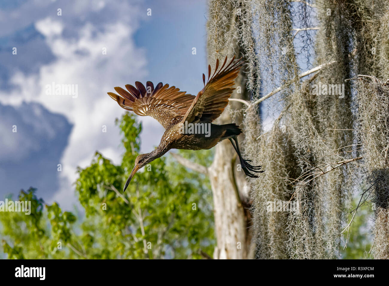 Des profils limpkin battant vers le bas d'un arbre, Aramus guarauna, cercle B Bar Réserver, Lakeland, Floride. Banque D'Images