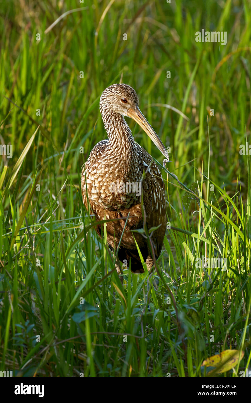 Aramus guarauna limpkin, adultes, cercle B Bar Réserver, Lakeland, Floride. Banque D'Images