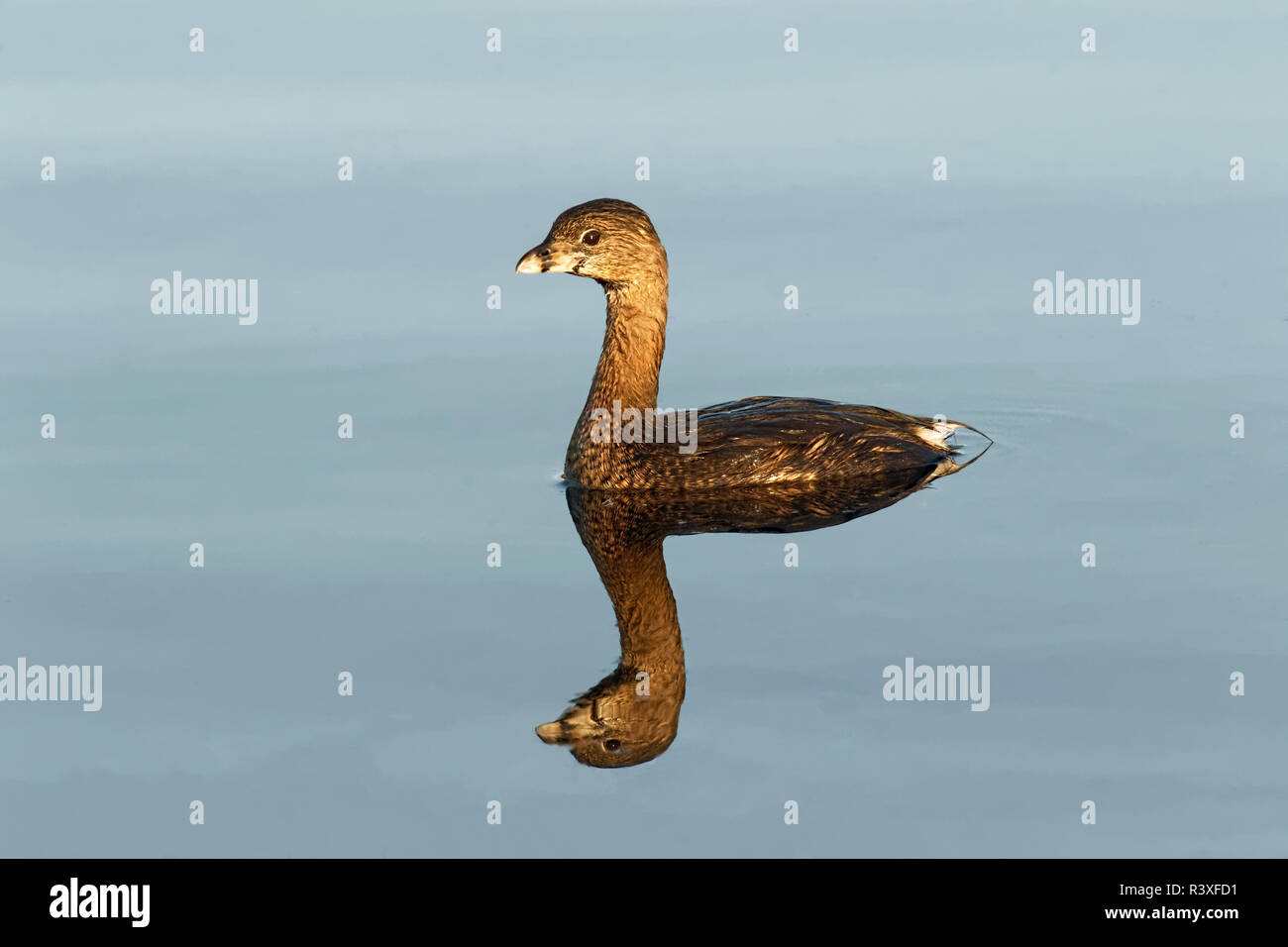 Le grèbe à bec bigarré Podilymbus podiceps, réflexion et Cercle, B Bar Réserver, Lakeland, Floride. Banque D'Images