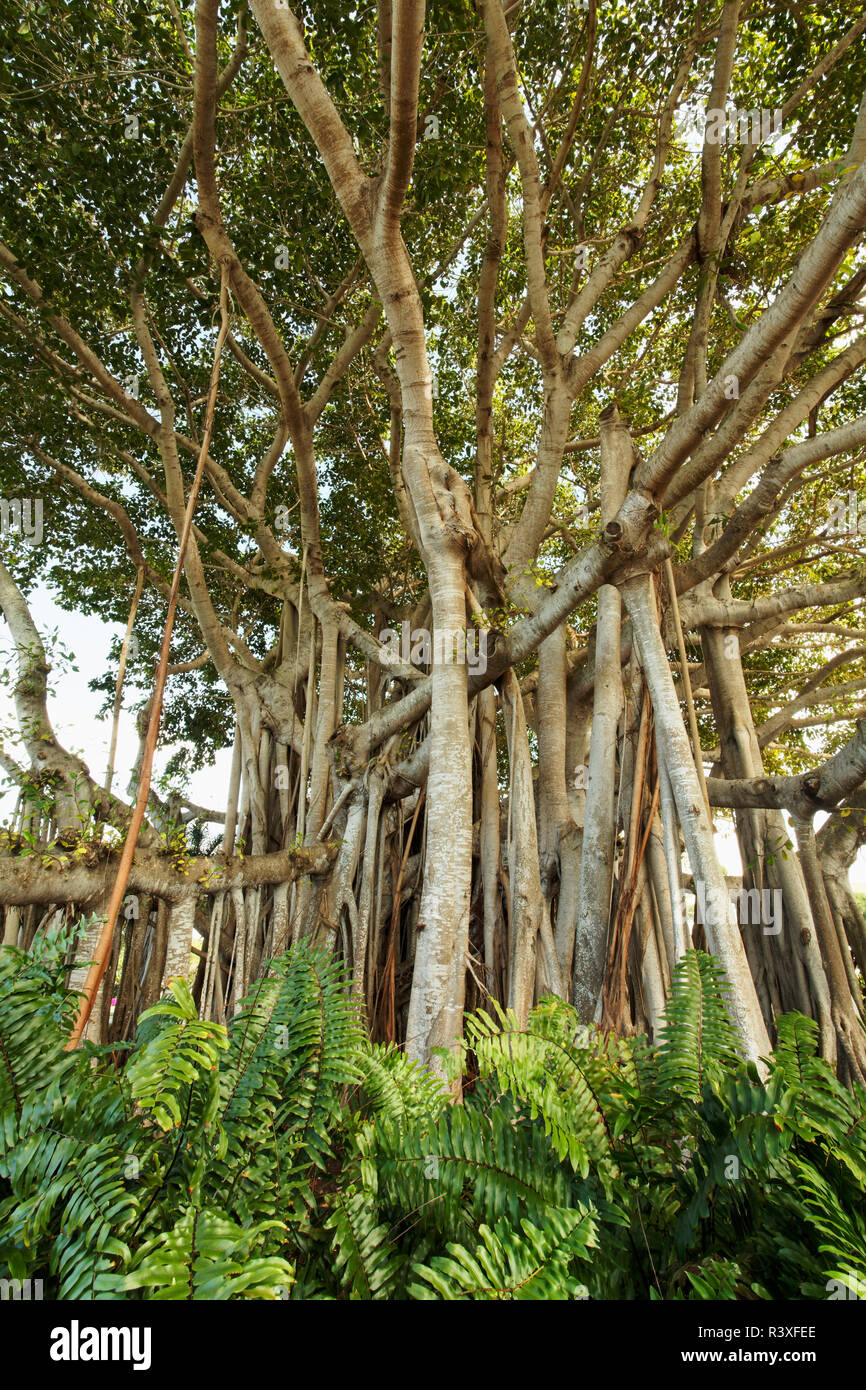 Grand arbre banian, Floride Banque D'Images