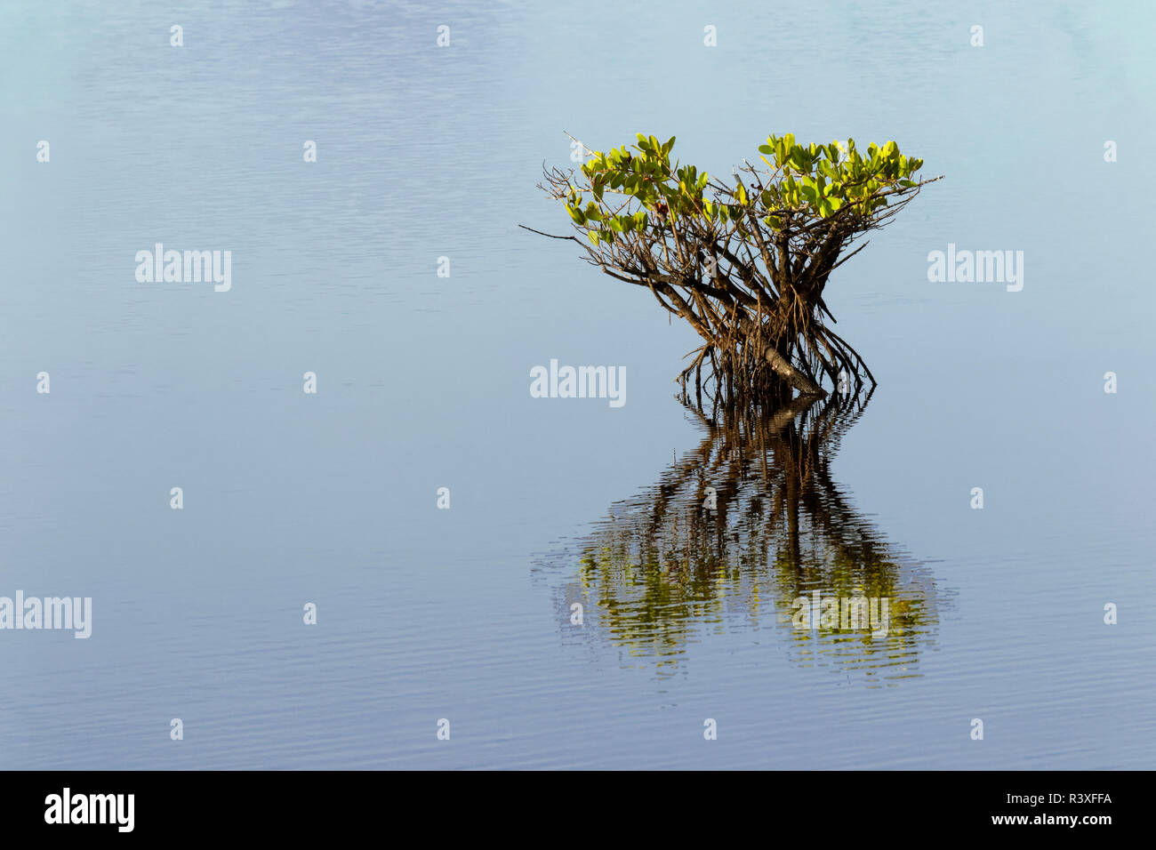 Mangrove rouge et de réflexion, Merritt National Wildlife Refuge, en Floride, Rhizophora mangle Banque D'Images