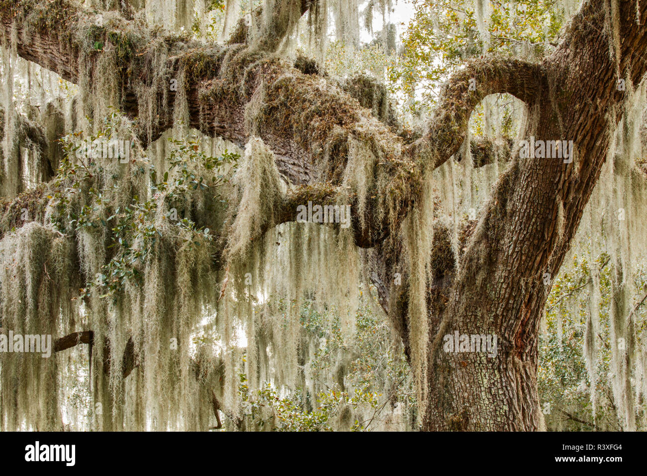 Live Oak tree drapés de mousse espagnole, cercle B Bar Réserver, Polk County, en Floride. Banque D'Images