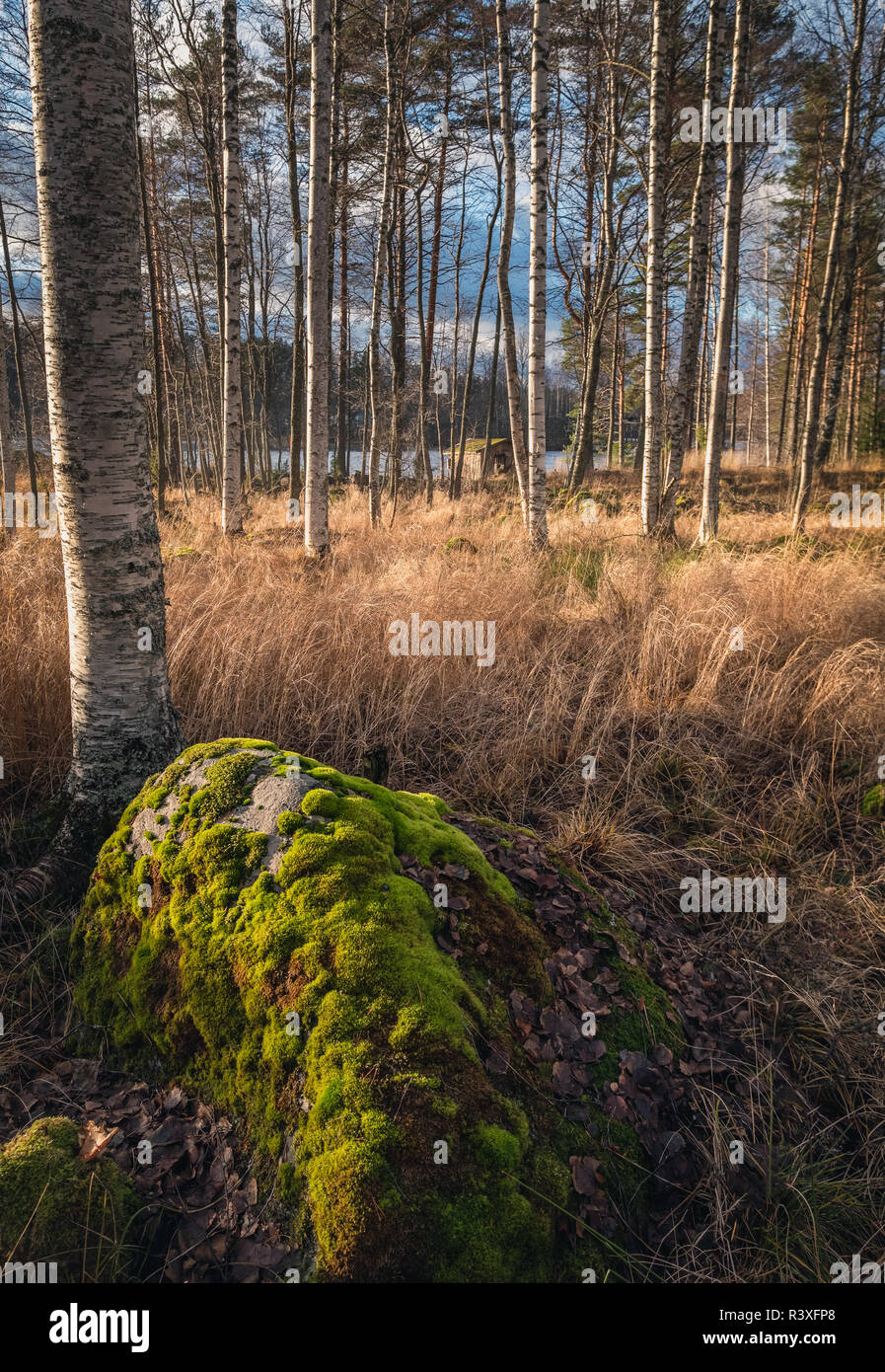 Paysage idyllique avec une belle lumière, couleurs d'automne et de la mousse des pierres sur jour de l'automne campagne Finlande Banque D'Images