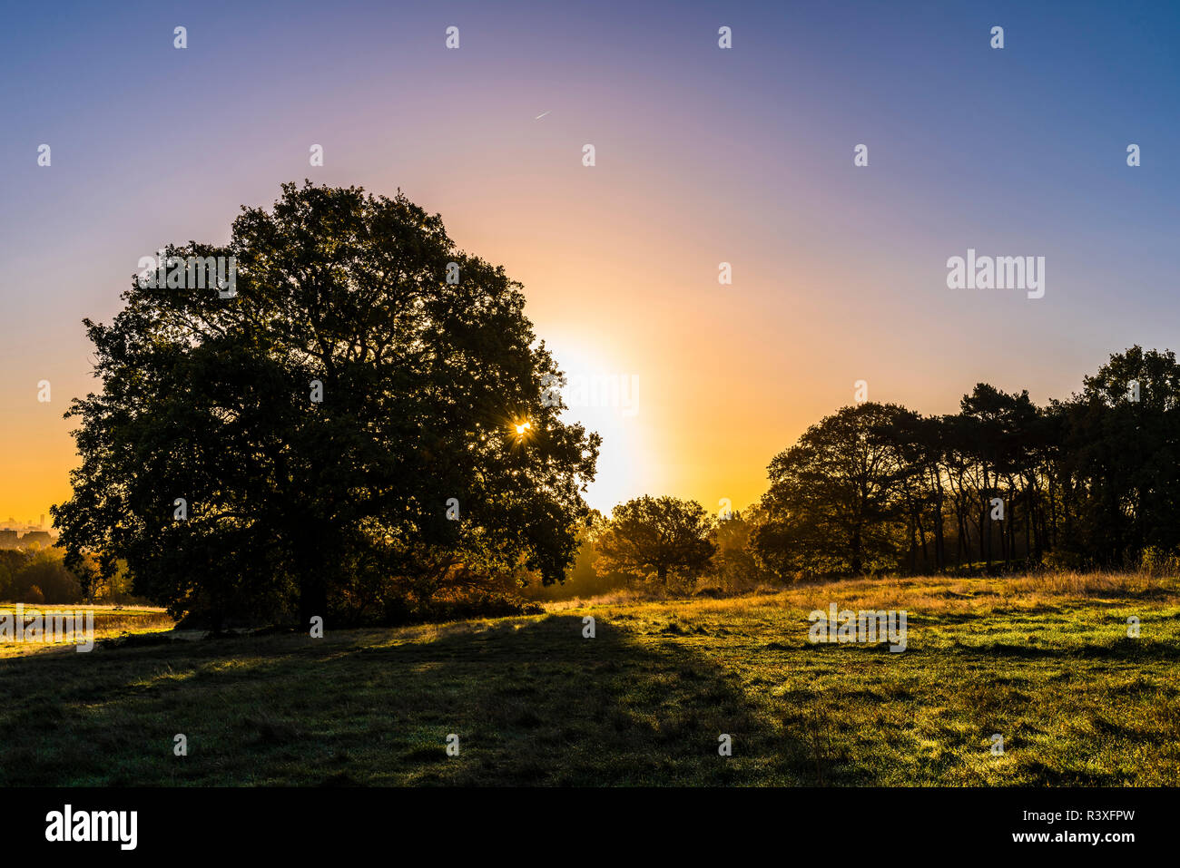 Lever du soleil derrière un arbre isolé sur Hampstead Heath, London, UK Banque D'Images