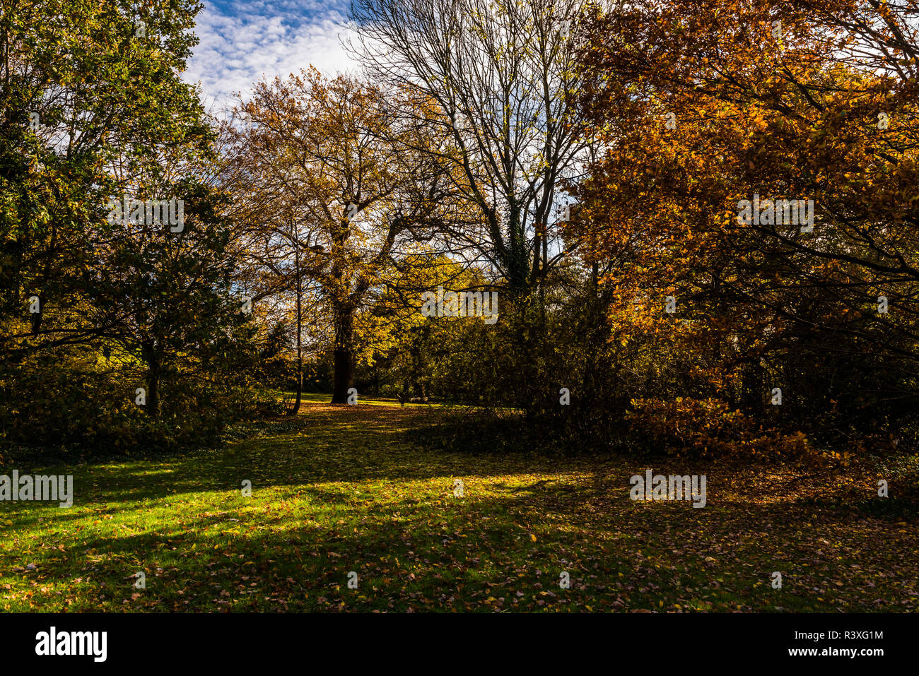 Matin d'automne dans les bois à Alexandra Palace, Londres, UK Banque D'Images