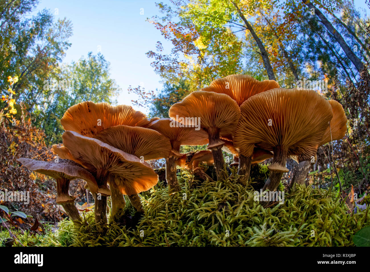 Vue grand angle faible de champignons sur le sol forestier, Upper Peninsula, Hiawatha National Forest, au Michigan. Banque D'Images