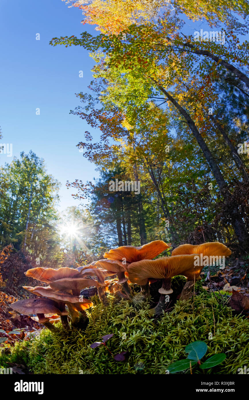 Vue grand angle faible de champignons sur le sol forestier, Upper Peninsula, Hiawatha National Forest, au Michigan. Banque D'Images