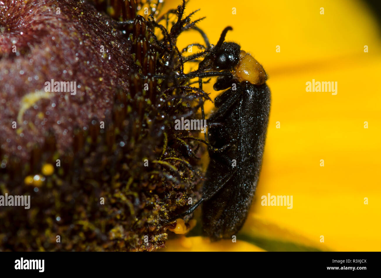 Blister Beetle, Nemognatha nemorensis, sur les yeux noirs Susan, Rudbeckia hirta Banque D'Images