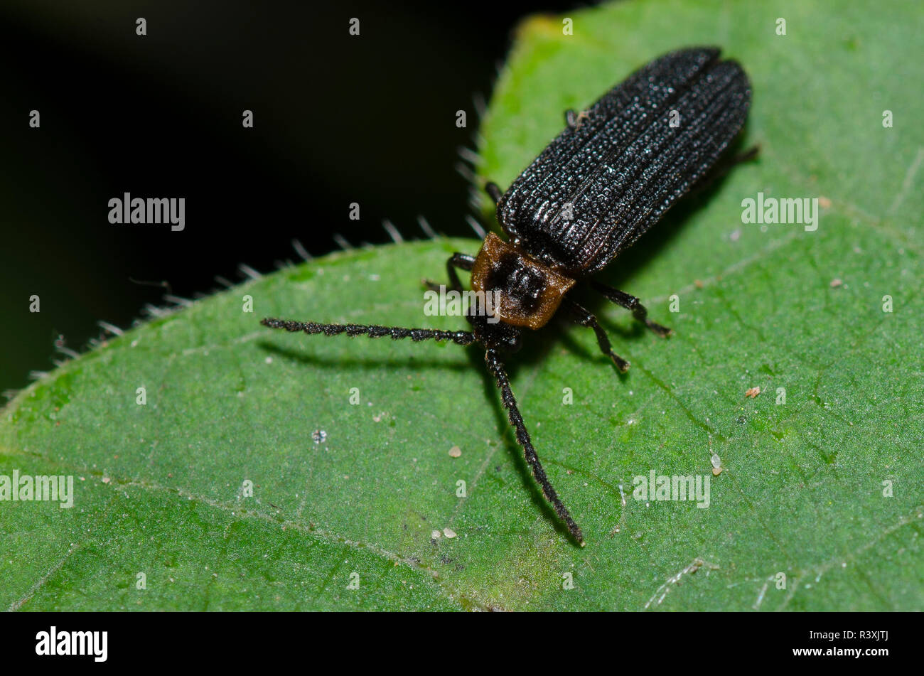 Net-winged Beetle, Lycidae Banque D'Images