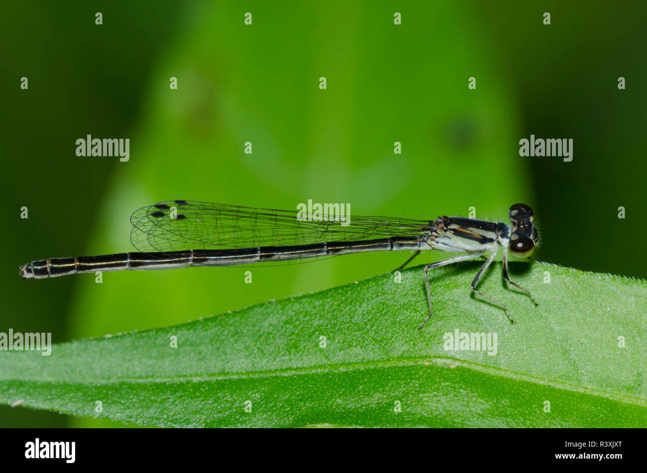 D'Ischnura posita Forktail, fragile, femme Banque D'Images