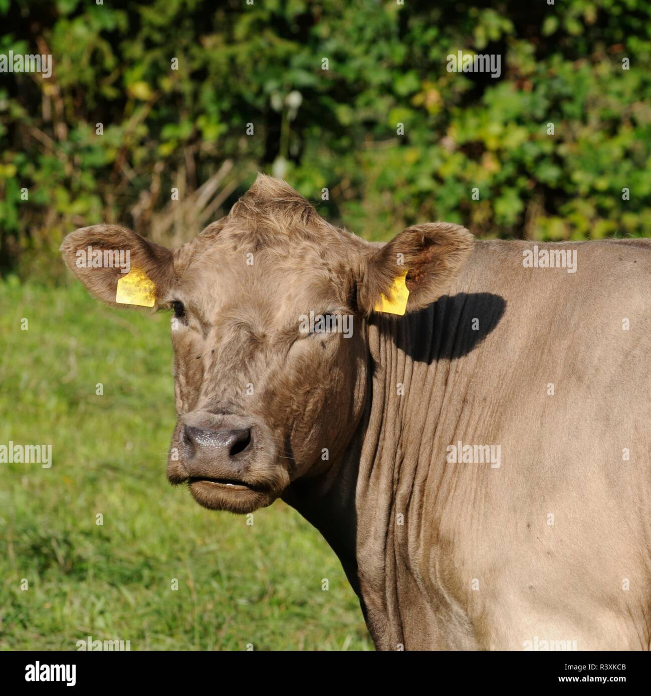 viande bovine Banque D'Images