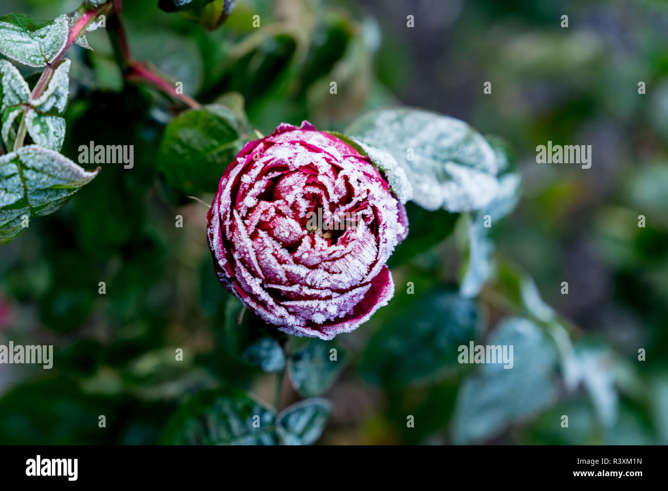 Blooming Rose Fleur Fleur Fleur Rouge Et Vert Givré