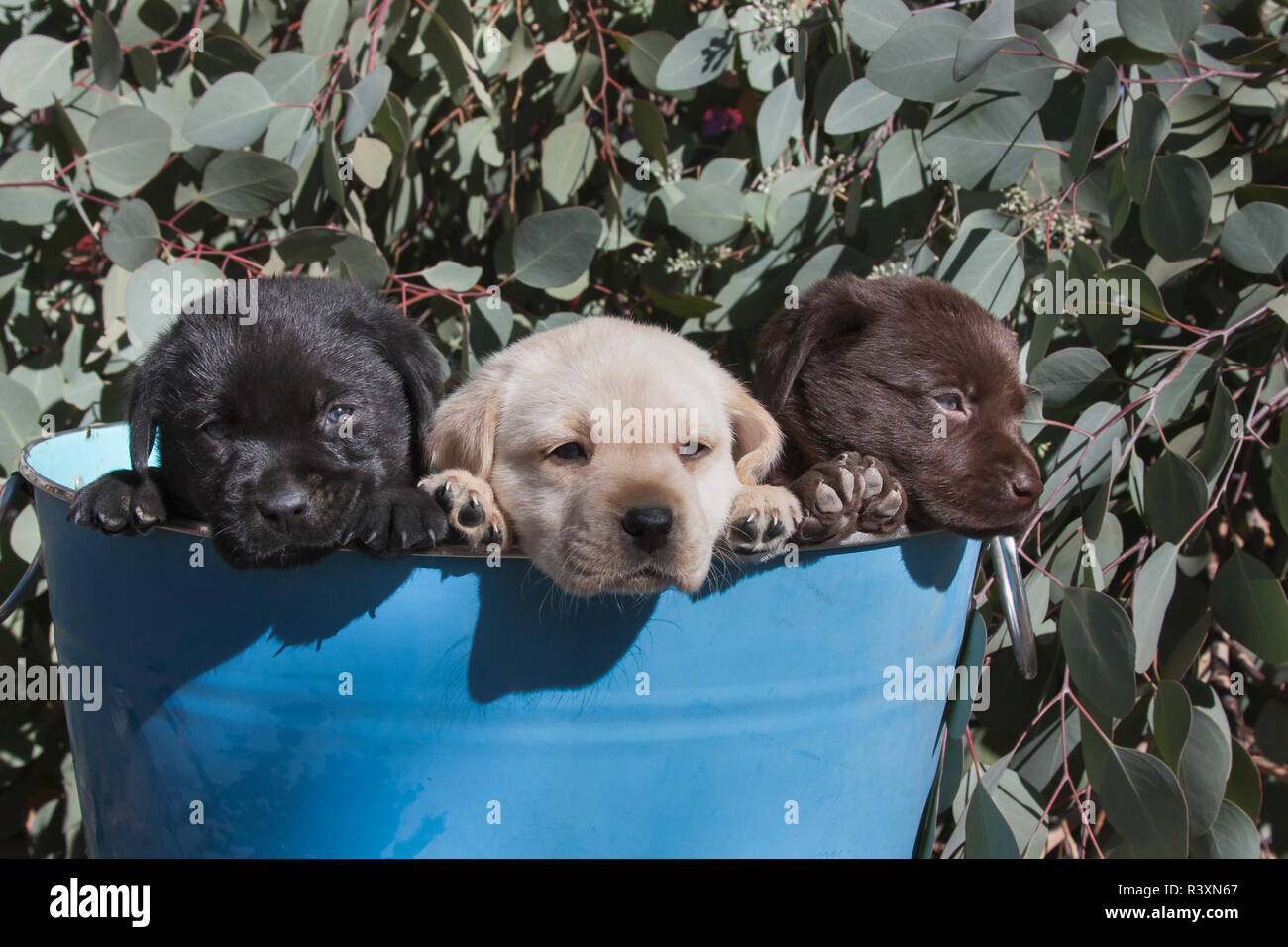 Noir, Blanc, Chocolat Labrador Retriever chiots dans un seau bleu (PR) Banque D'Images