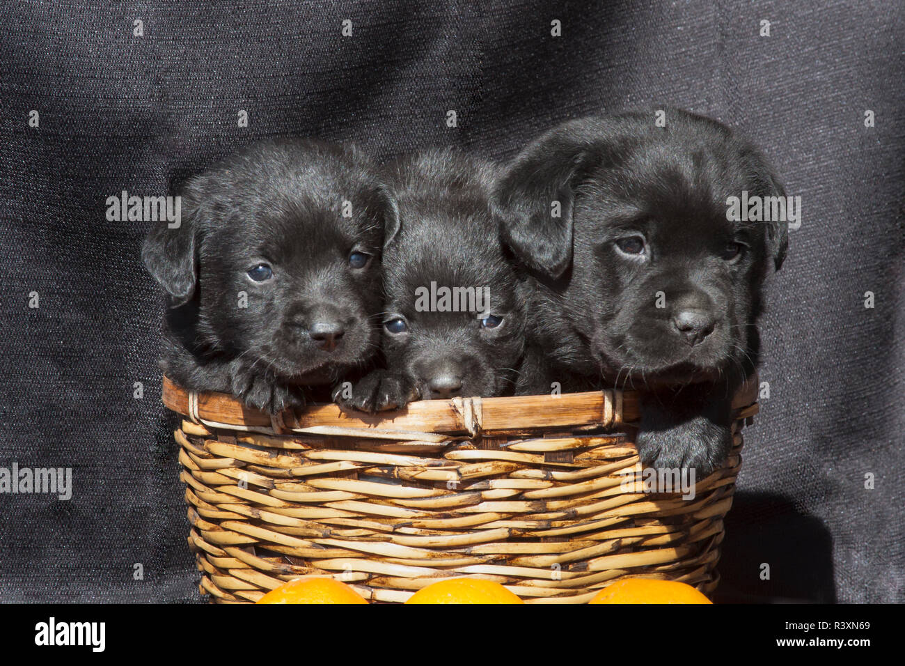 Trois chiots Labrador noir dans un panier en osier (PR) Banque D'Images
