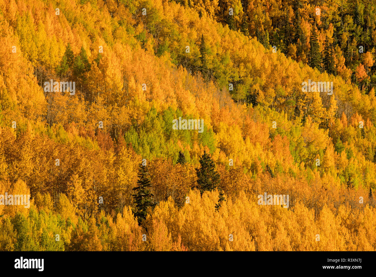 Automne trembles sur pente de montagne à partir de millions de dollar l'Autoroute Près de Crystal Lake, Ouray, Colorado Banque D'Images