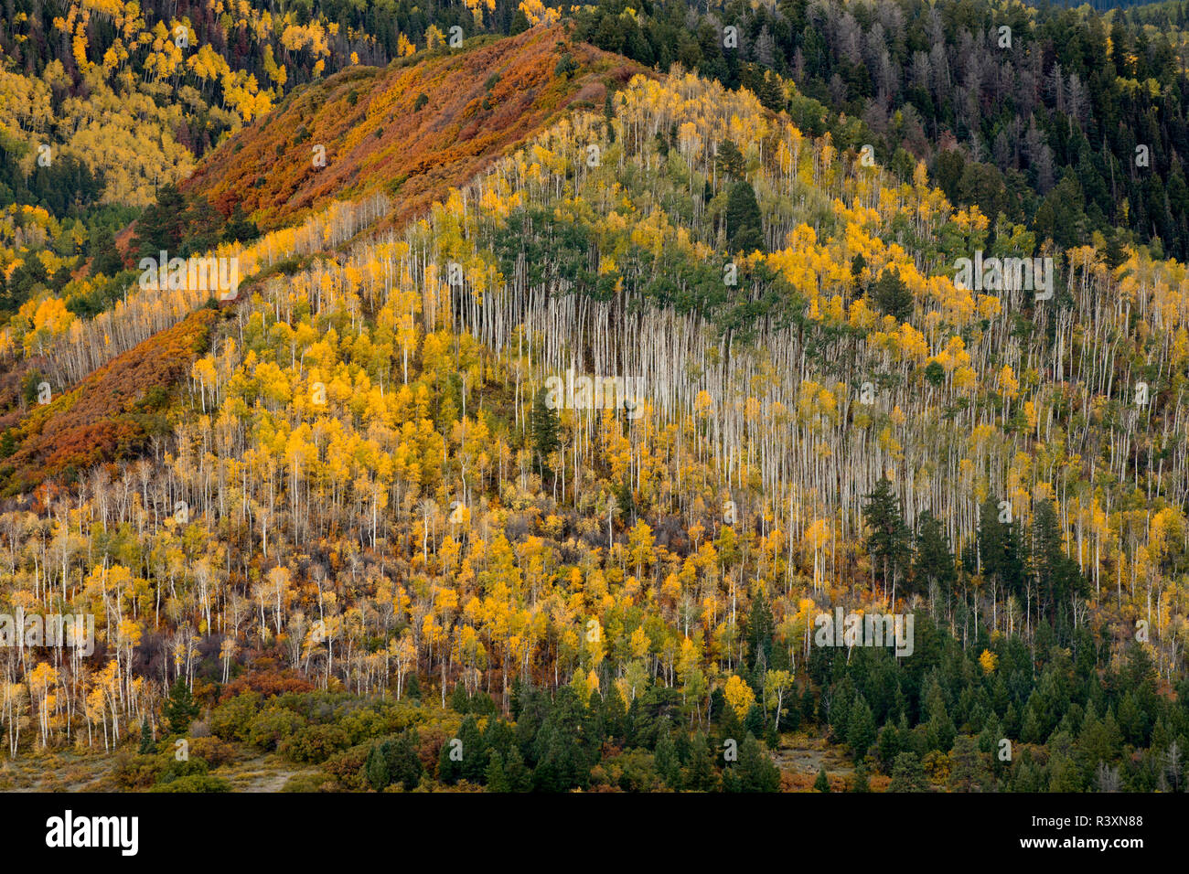 Automne trembles et Sneffels Range Mount Sneffels, Désert, Uncompahgre National Forest, Colorado Banque D'Images