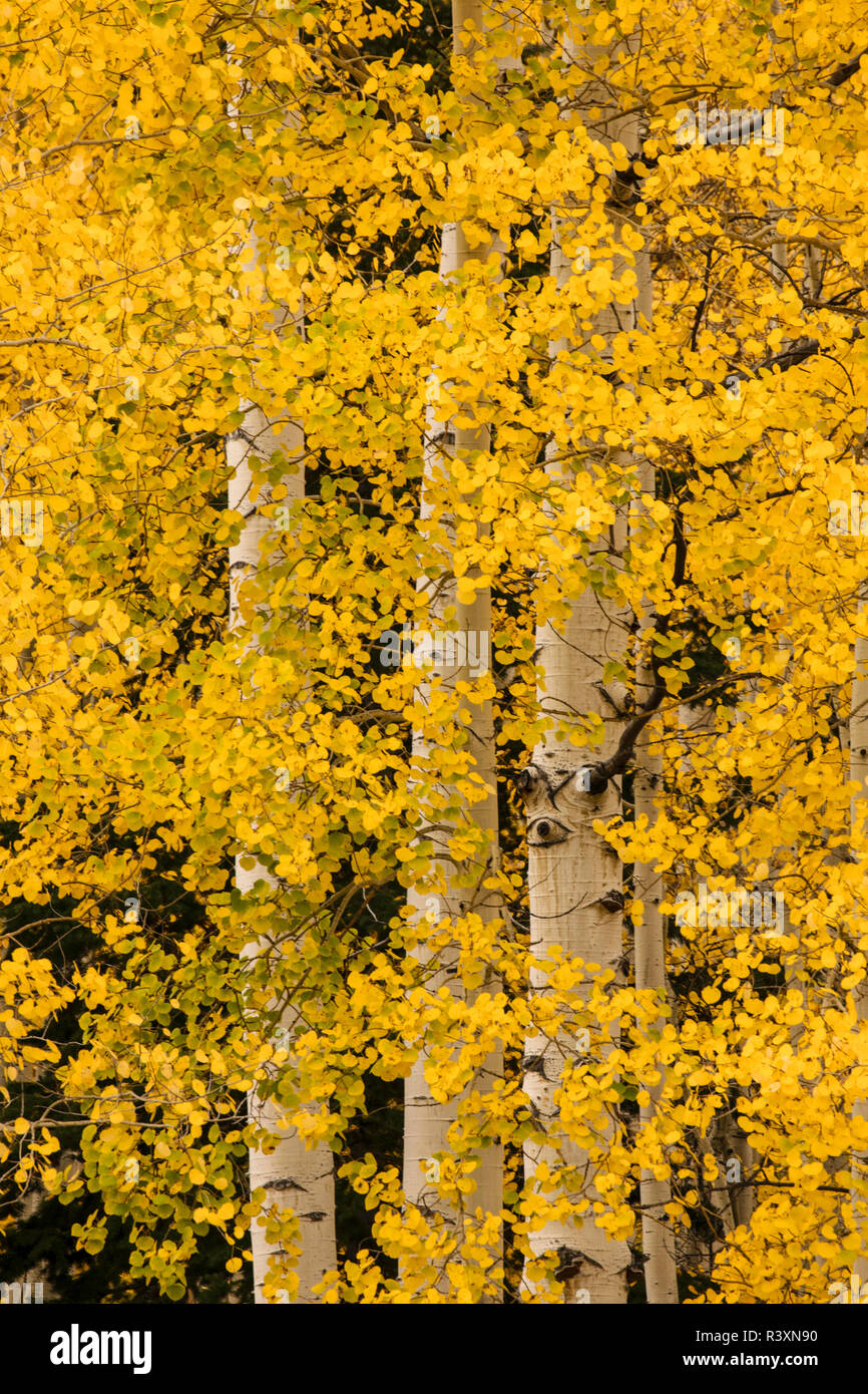 Stand de trembles et les faisceaux dans la couleur de l'automne, l'Uncompahgre National Forest, Sneffels Range, Sneffels Wilderness Area, Colorado Banque D'Images