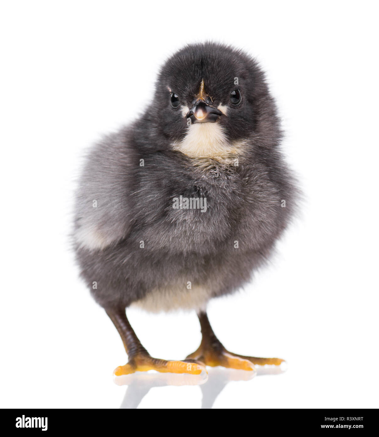 Mignon petit poulet noir isolated on white Banque D'Images Mignon petit poulet noir isolated on white Banque D'Images