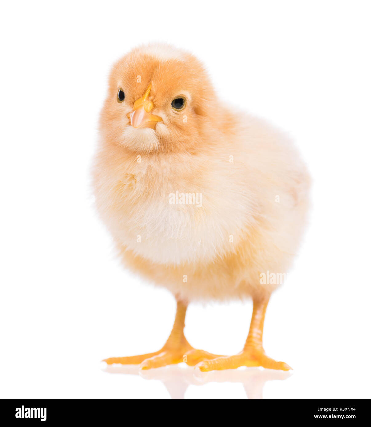 Cute little chicken isolated on white Banque D'Images Cute little chicken isolated on white Banque D'Images