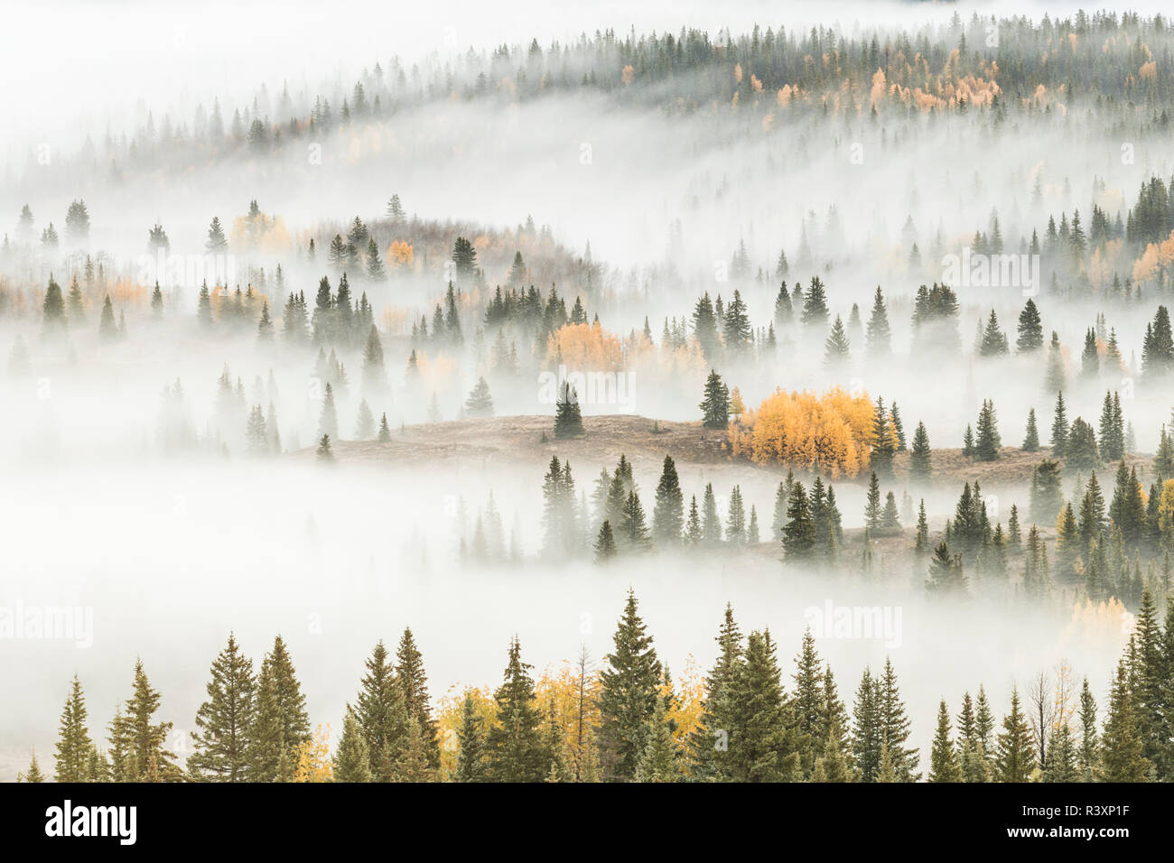 USA, Californie, San Juan National Forest. Aube brouillard au sol couvre la forêt de montagne. Banque D'Images