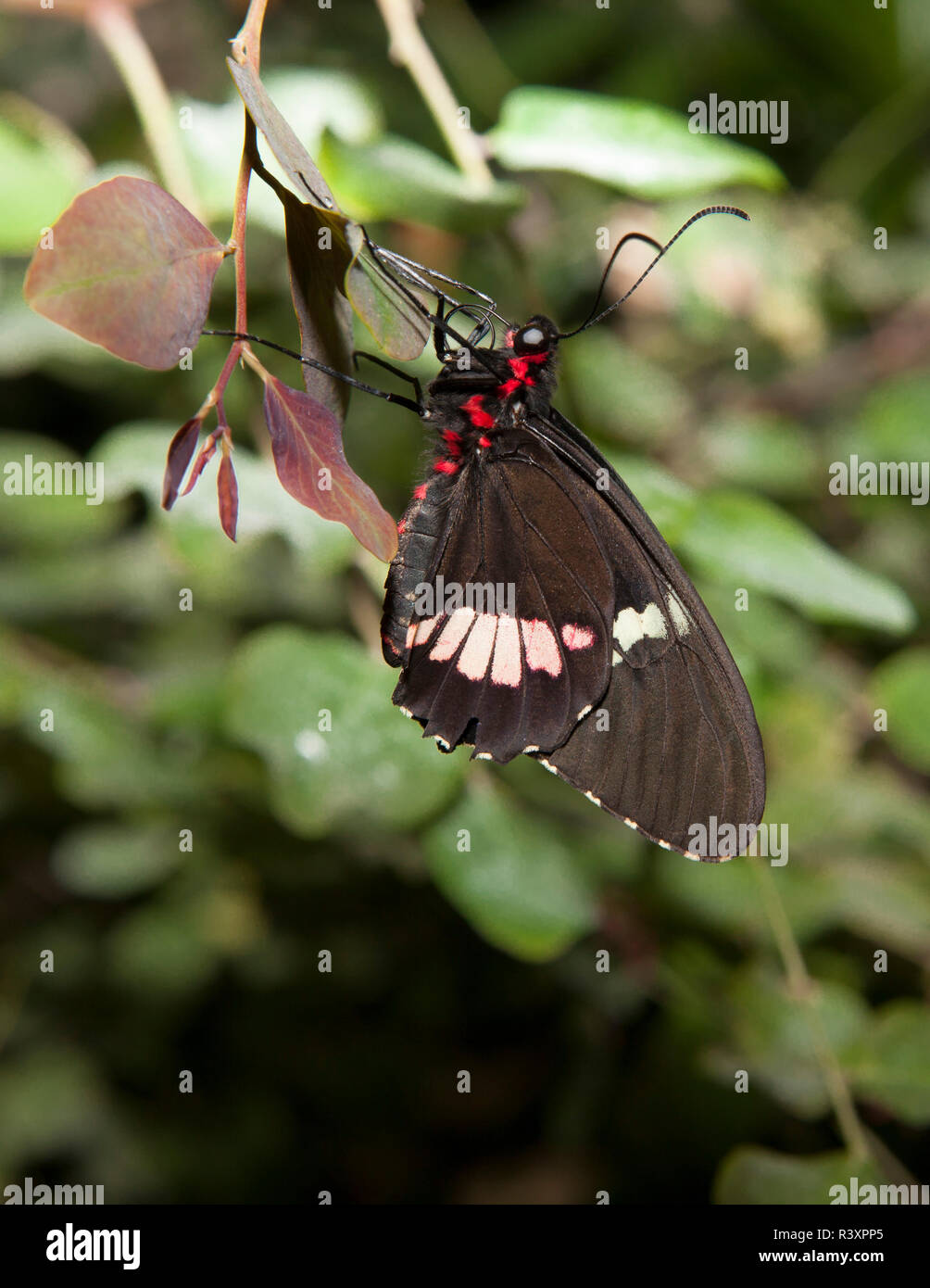 Papillon rose Cattleheart Banque D'Images