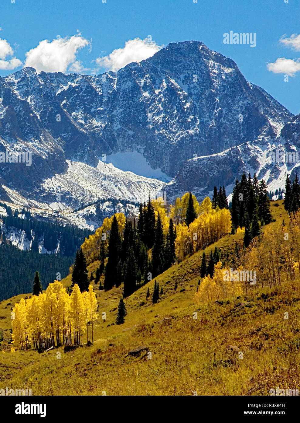 USA, Colorado, Capitol Peak trail, automne tremble Banque D'Images