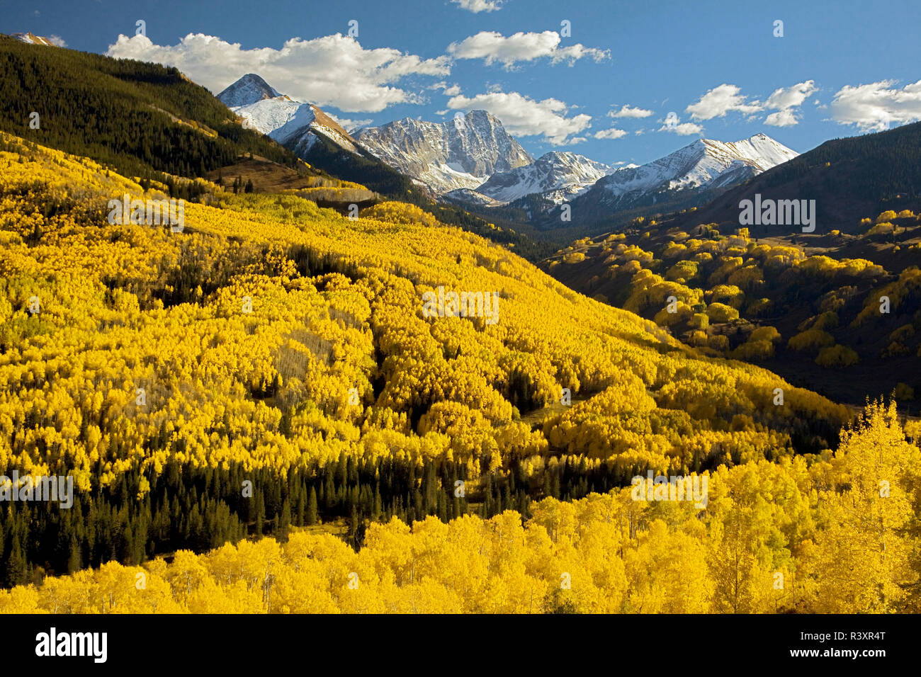 USA, Colorado, Capitol Peak trail, automne tremble Banque D'Images