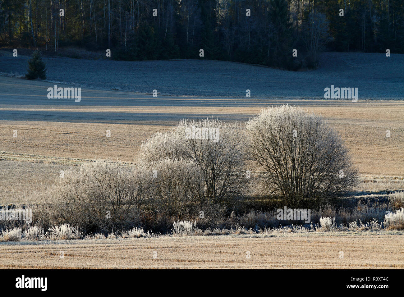 Les saulaies gelé entre les champs dans la campagne finlandaise Banque D'Images