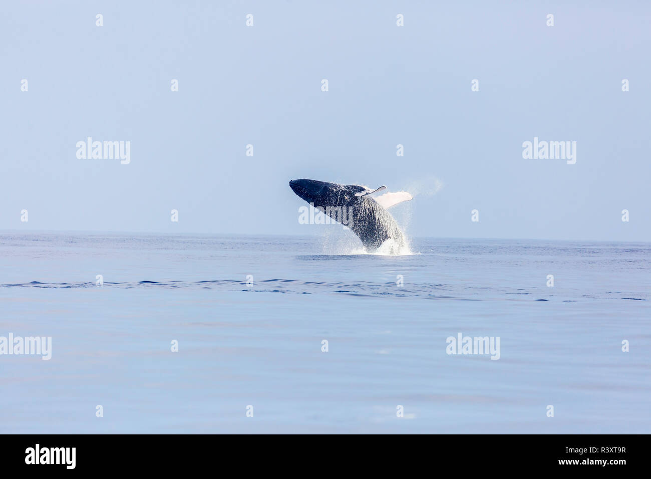Les baleines à bosse (Megaptera novaeangliae) sur la côte de Kohala, Big Island, Hawaii, USA Banque D'Images