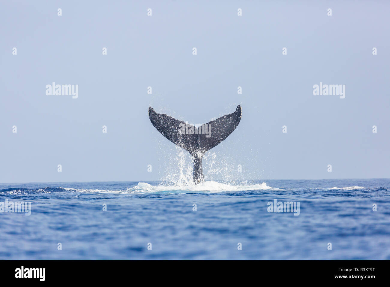 Les baleines à bosse (Megaptera novaeangliae) sur la côte de Kohala, Big Island, Hawaii, USA Banque D'Images