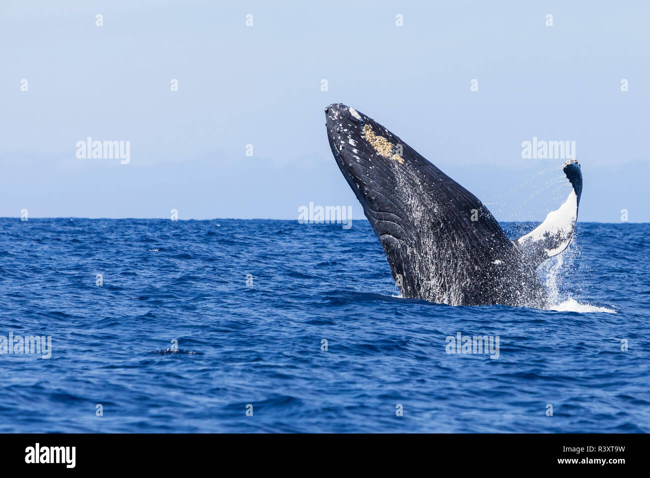 Les baleines à bosse (Megaptera novaeangliae), près de Kona, Big Island, Hawaii Banque D'Images
