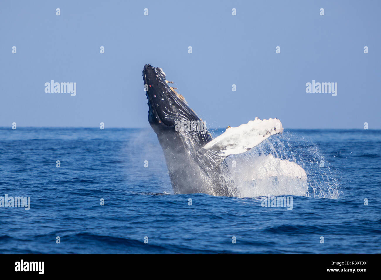 Baleine à bosse (Megaptera novaeangliae), violer hors de l'eau près de Kona, Big Island, Hawaii Banque D'Images